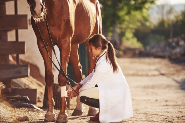 medicalis_veterinaire_cheval