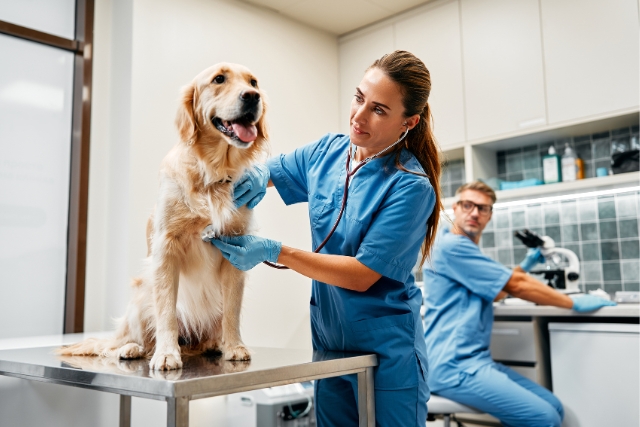 medicalis_veterinaire_chien_consultation