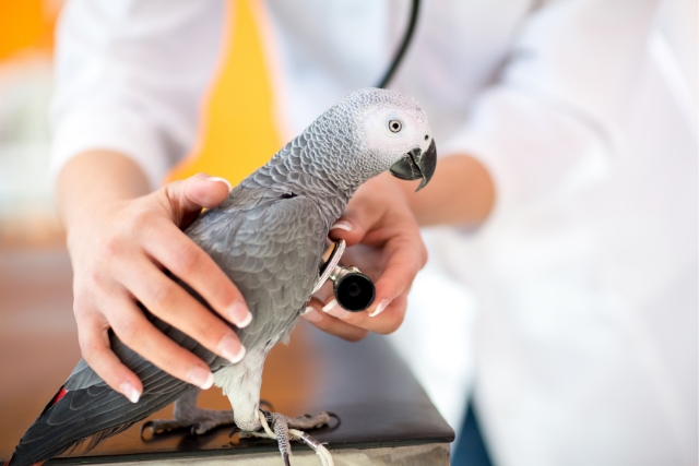 medicalis_veterinaire_perroquet